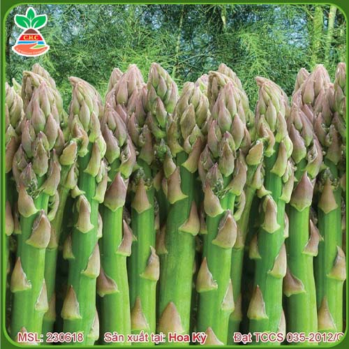 F1 High-yield asparagus seeds